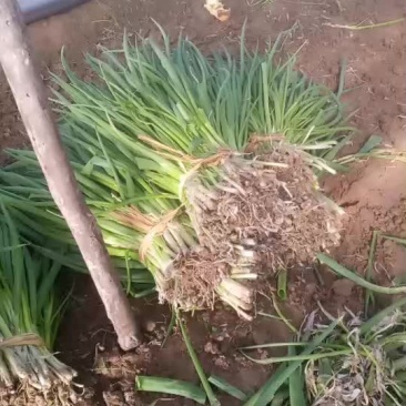 大量供应小葱价格便宜