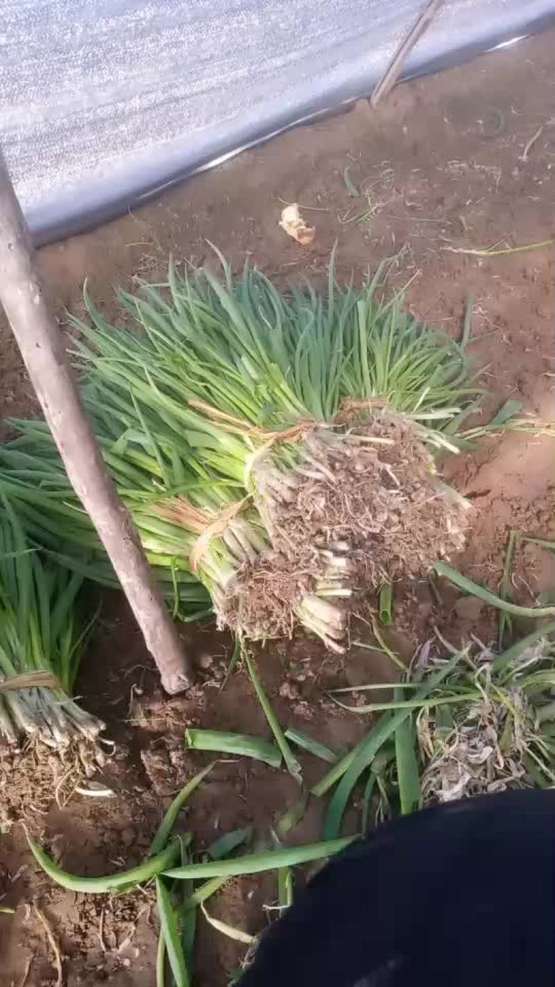 大量供应小葱价格便宜