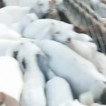 育肥羊公羊苗