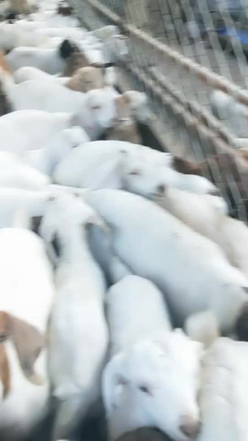 育肥羊公羊苗
