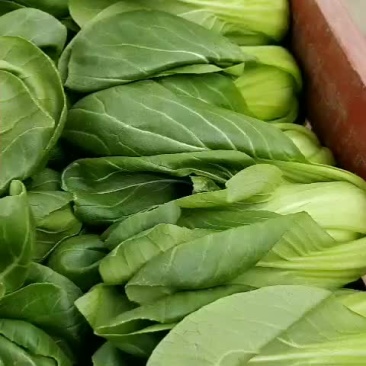青梗菜