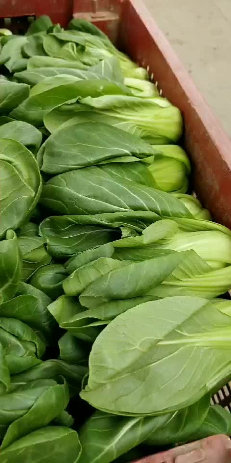 青梗菜