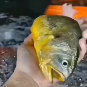 本港黄花鱼