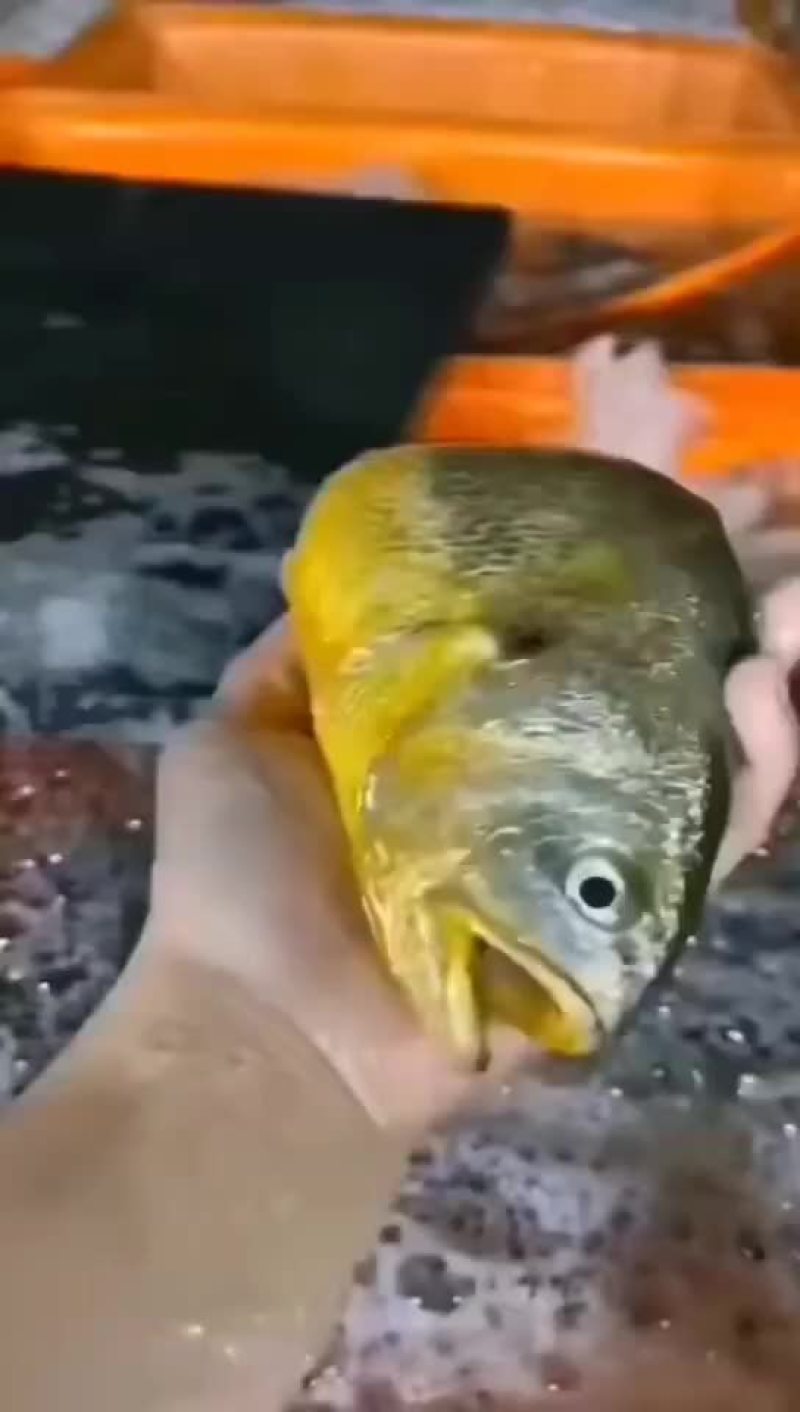 本港黄花鱼