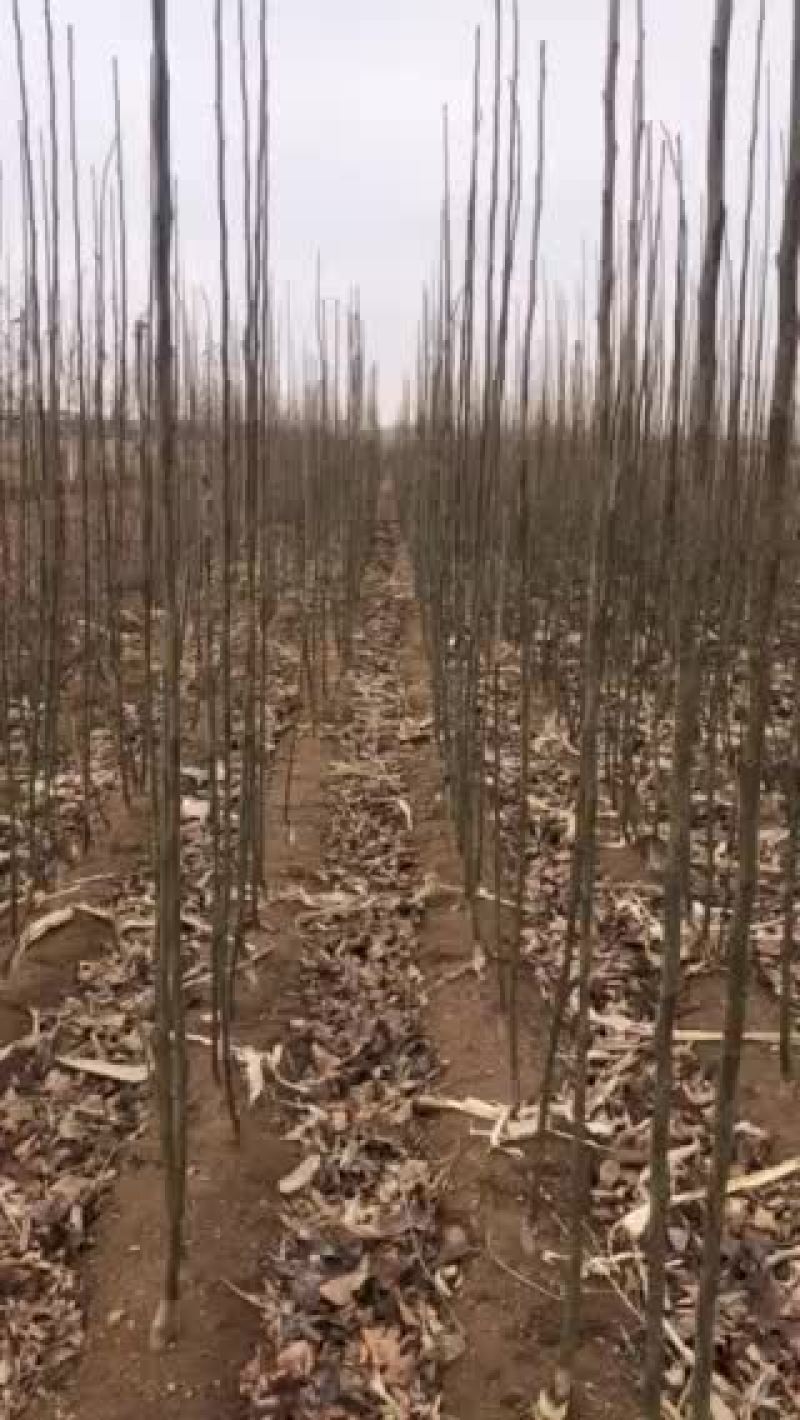 苹果梨。