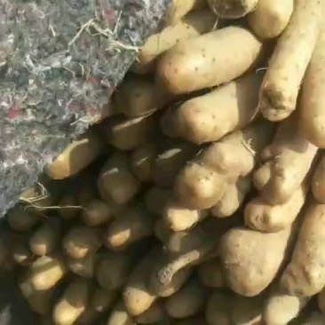 铁棍山药