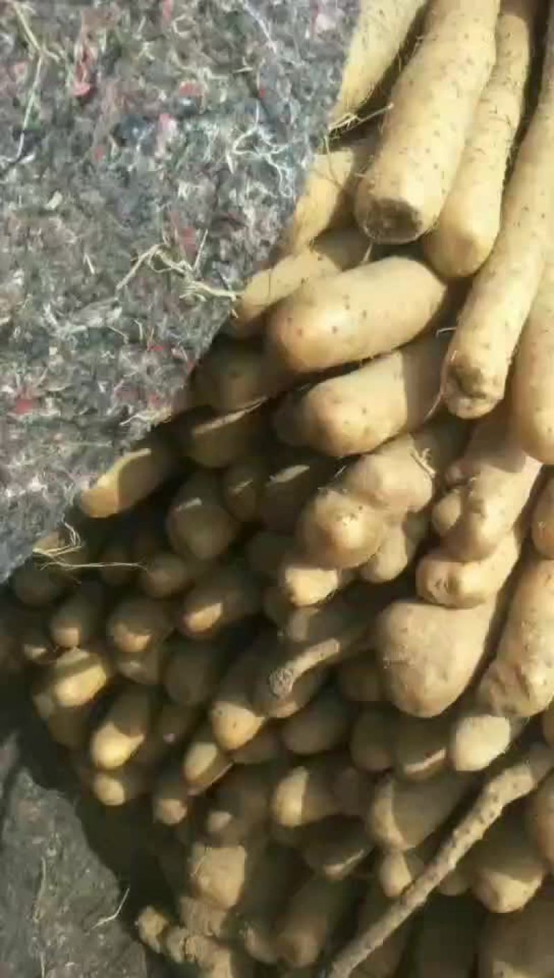 铁棍山药