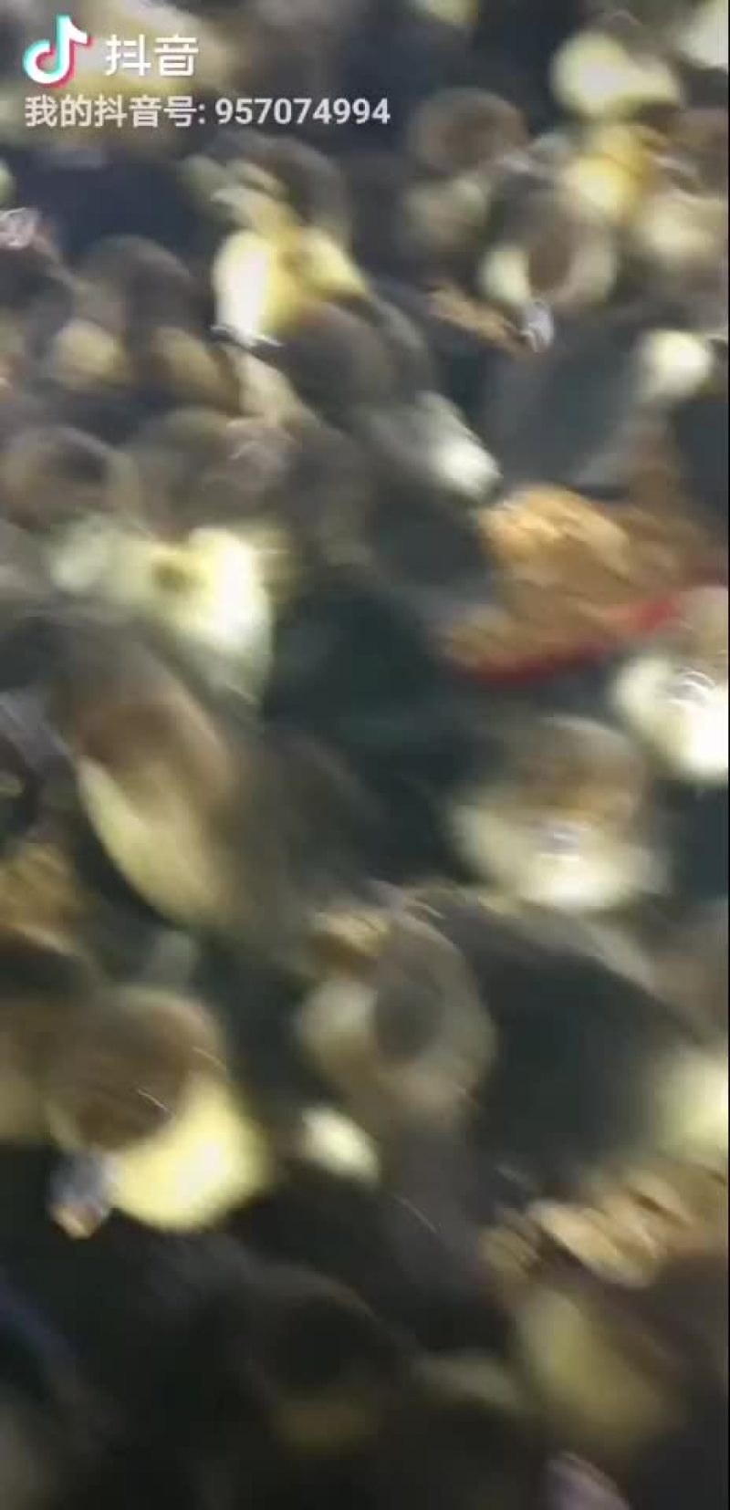 大种黑番鸭苗，大种黑番鸭