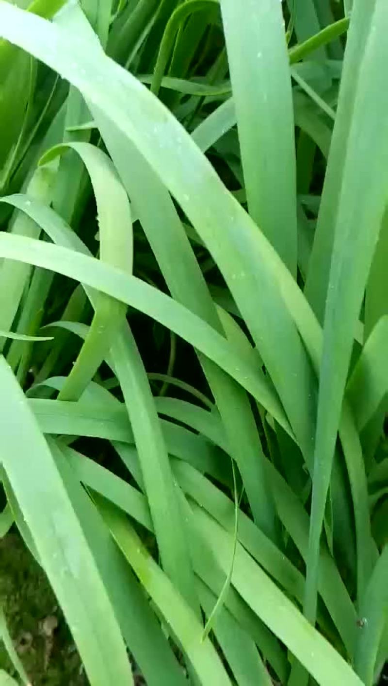 好种子