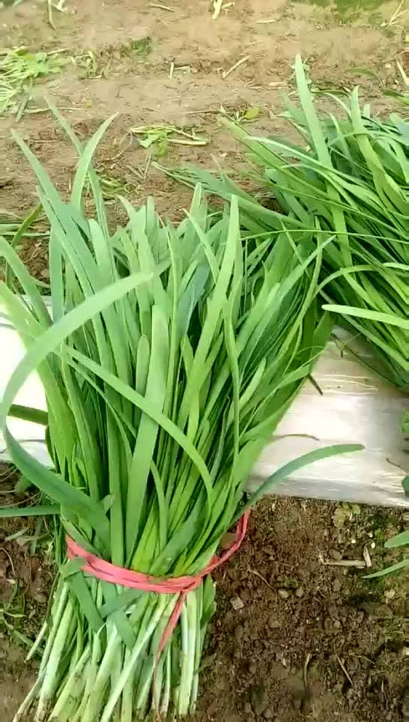 好种子