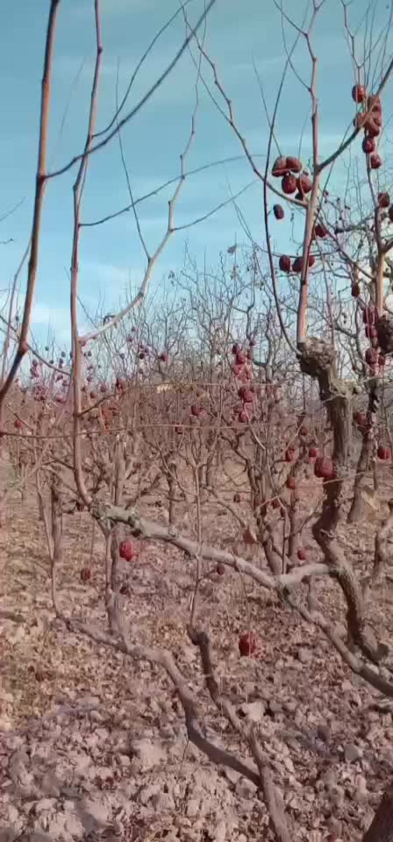 出售枣树