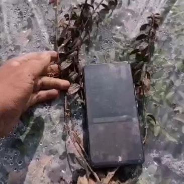 小叶扶芳藤营养杯苗，主打成活率，自己苗圃直发