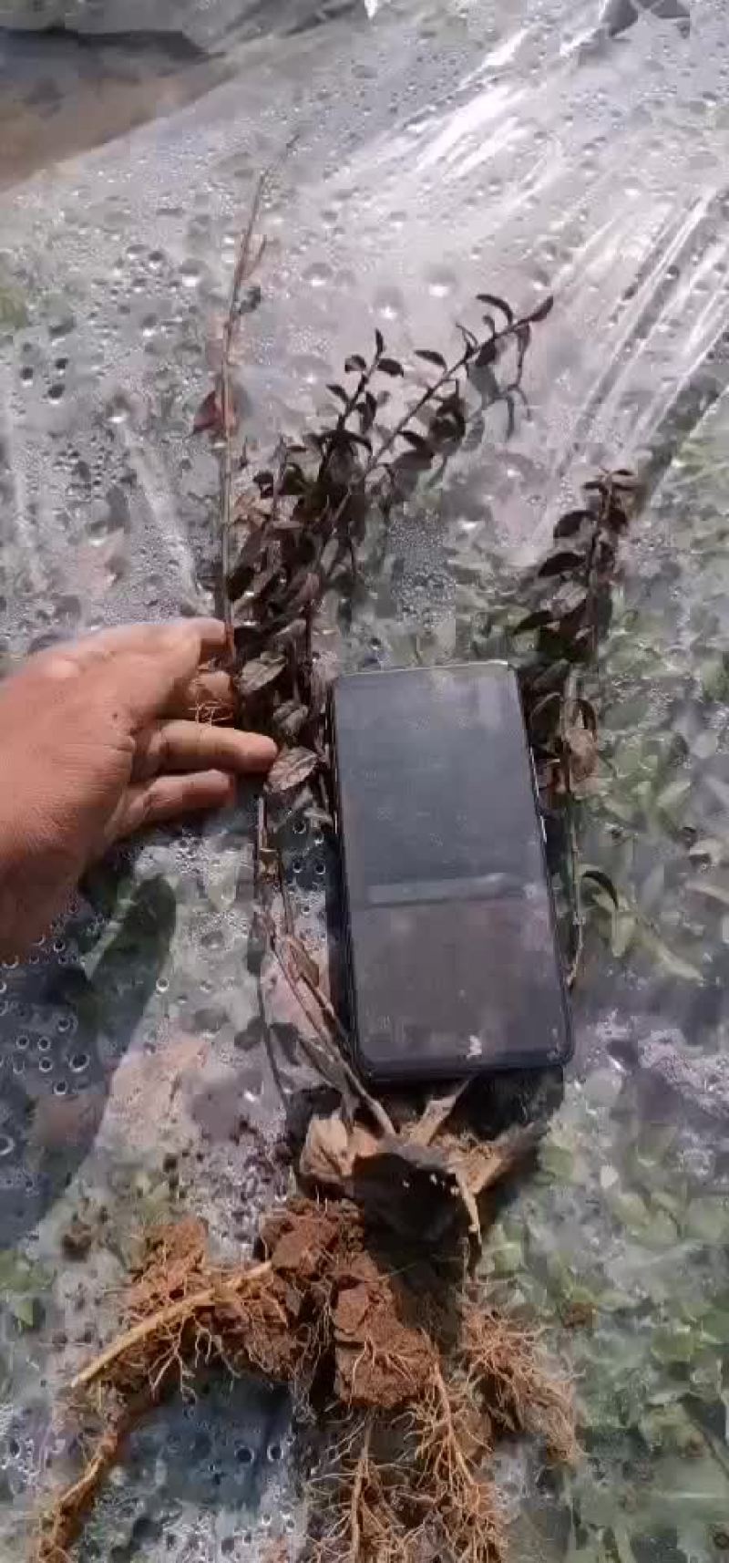 小叶扶芳藤营养杯苗，主打成活率，自己苗圃直发