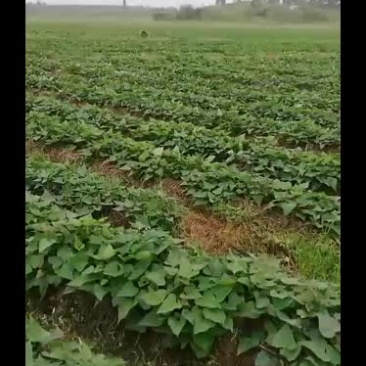 脱毒西瓜红薯苗