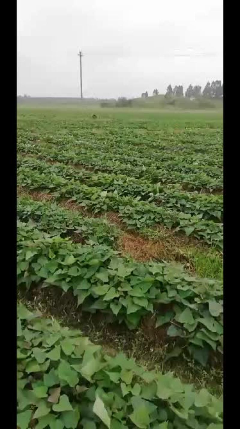 脱毒西瓜红薯苗
