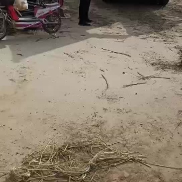 北美海棠苗，3公分北美海棠苗白菜价装车
