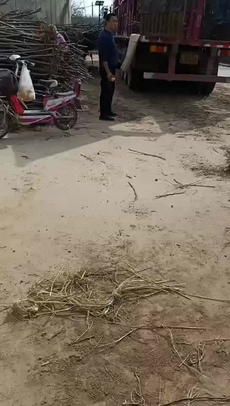 北美海棠苗，3公分北美海棠苗白菜价装车