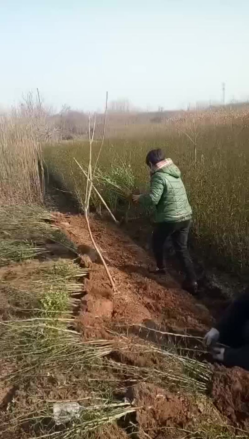 枸橘苗基地，枸橘苗批发，枸橘苗价格，枸橘苗产地直销