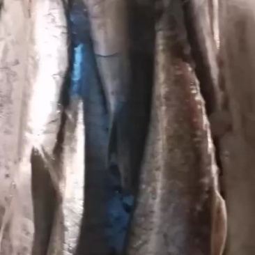 海鲜海鱼马鲛鱼