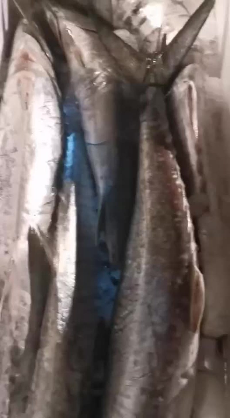 海鲜海鱼马鲛鱼