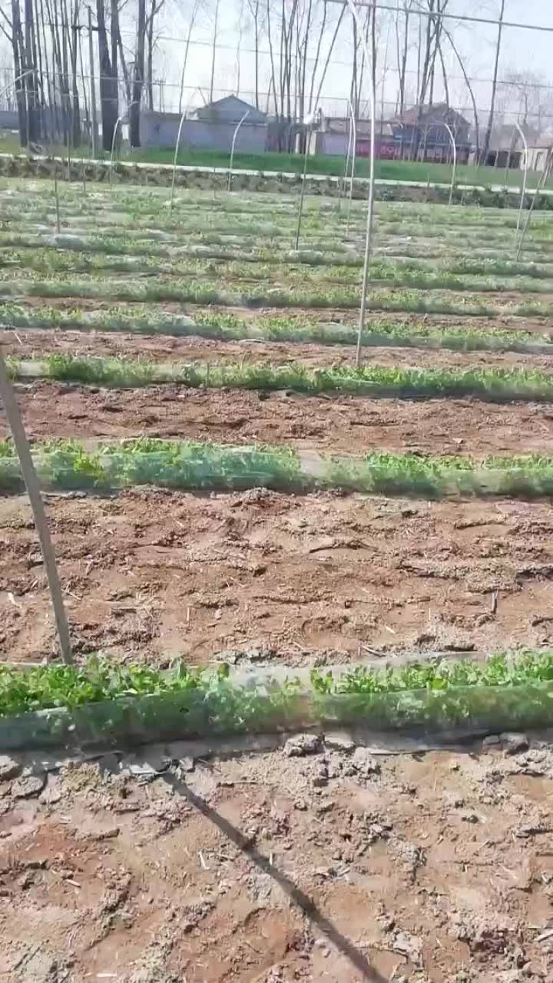 荷兰豆