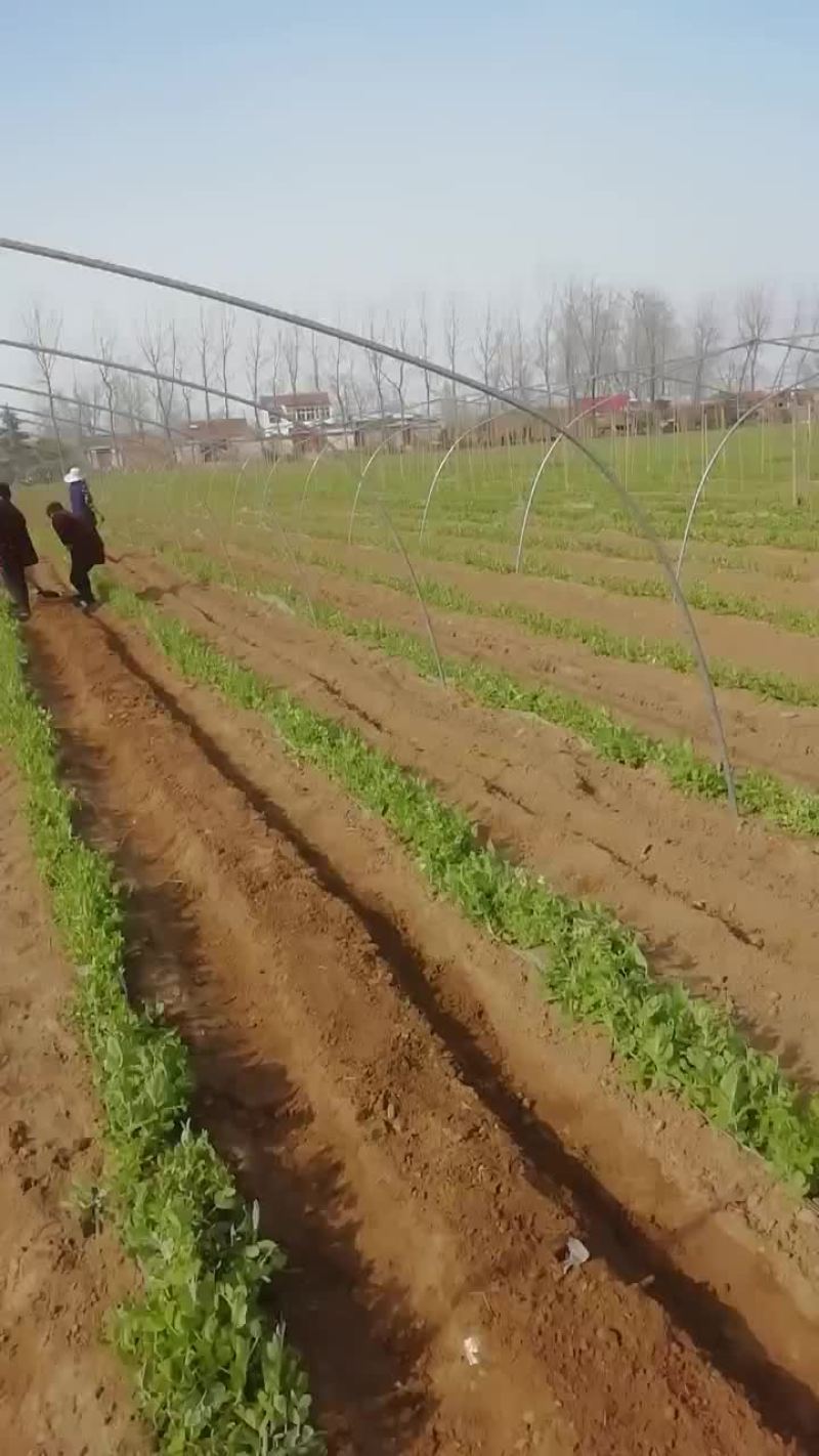 荷兰豆