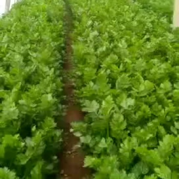 芹菜
