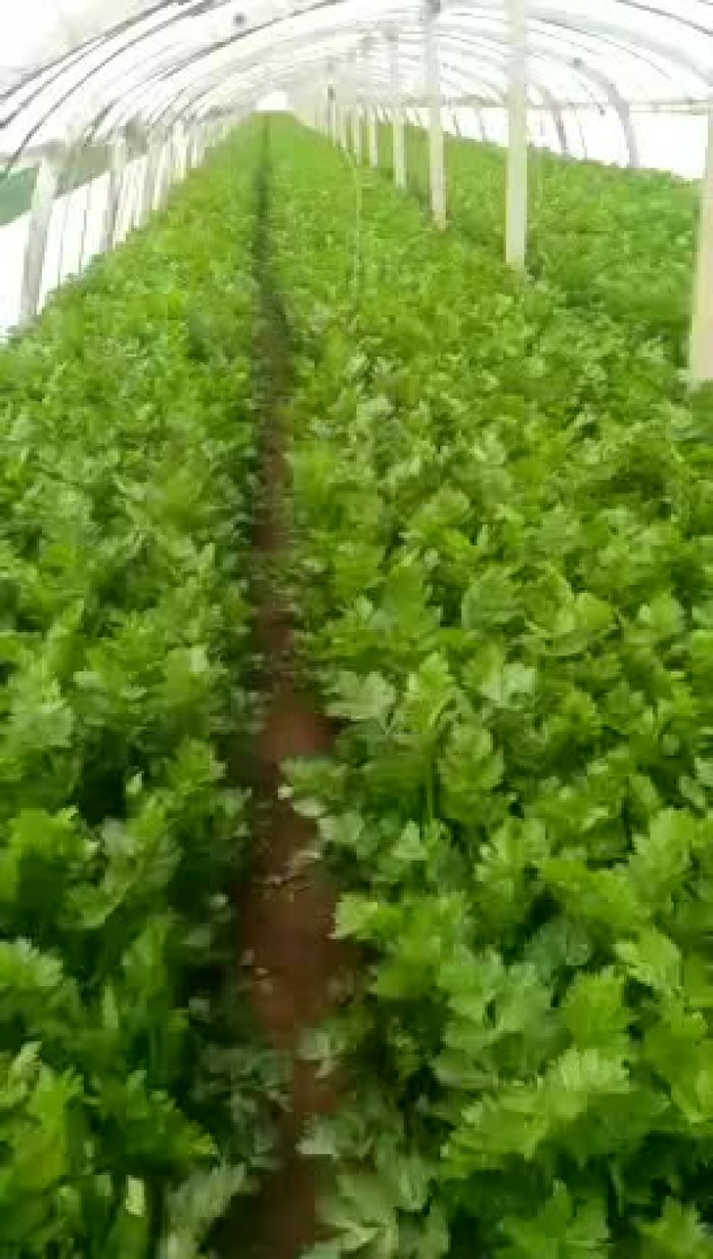 芹菜