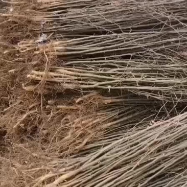 皂角刺