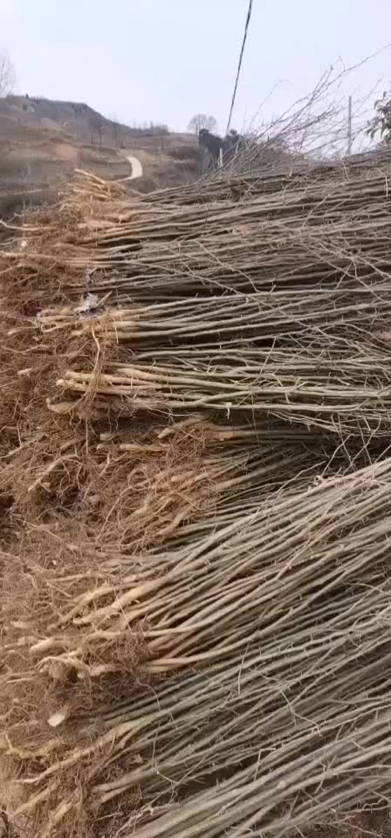 皂角刺
