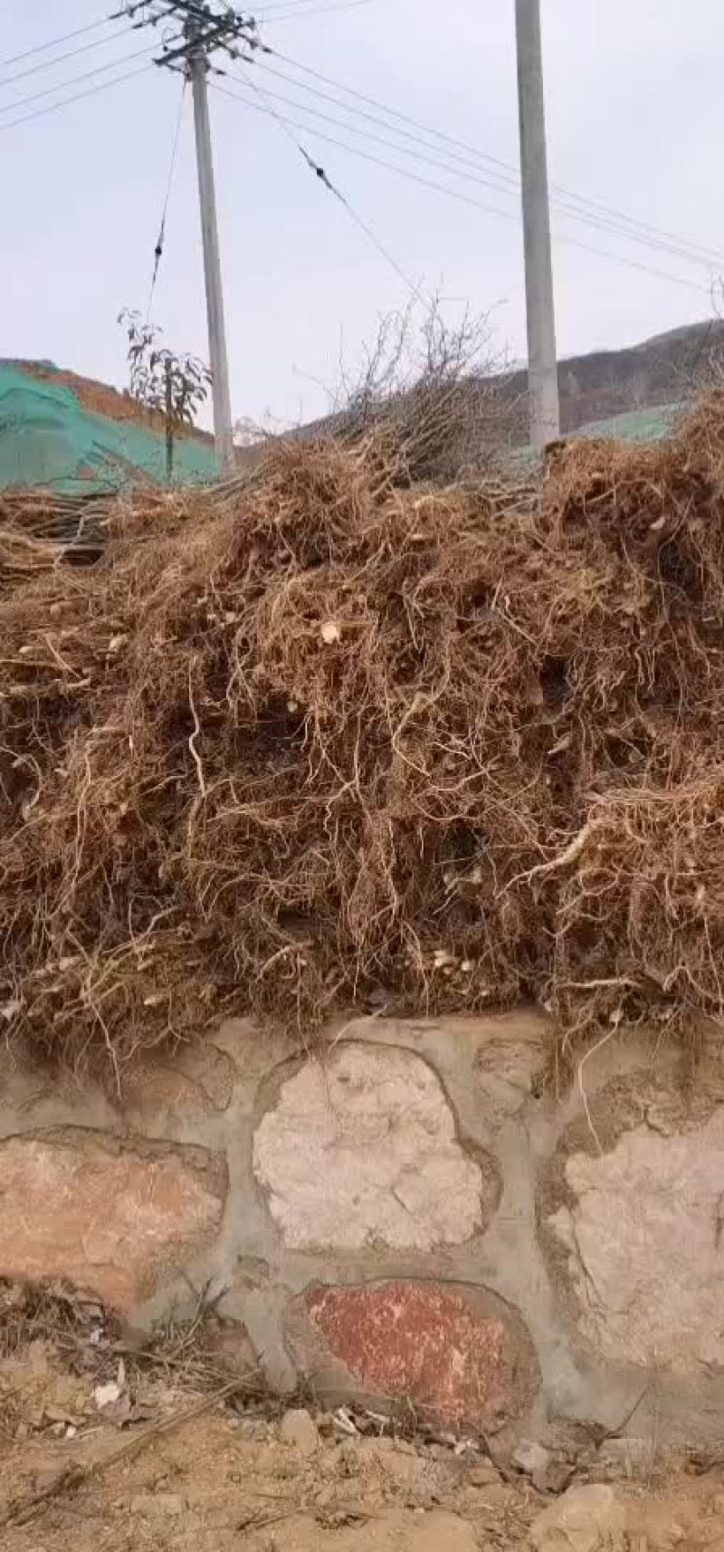 皂角刺