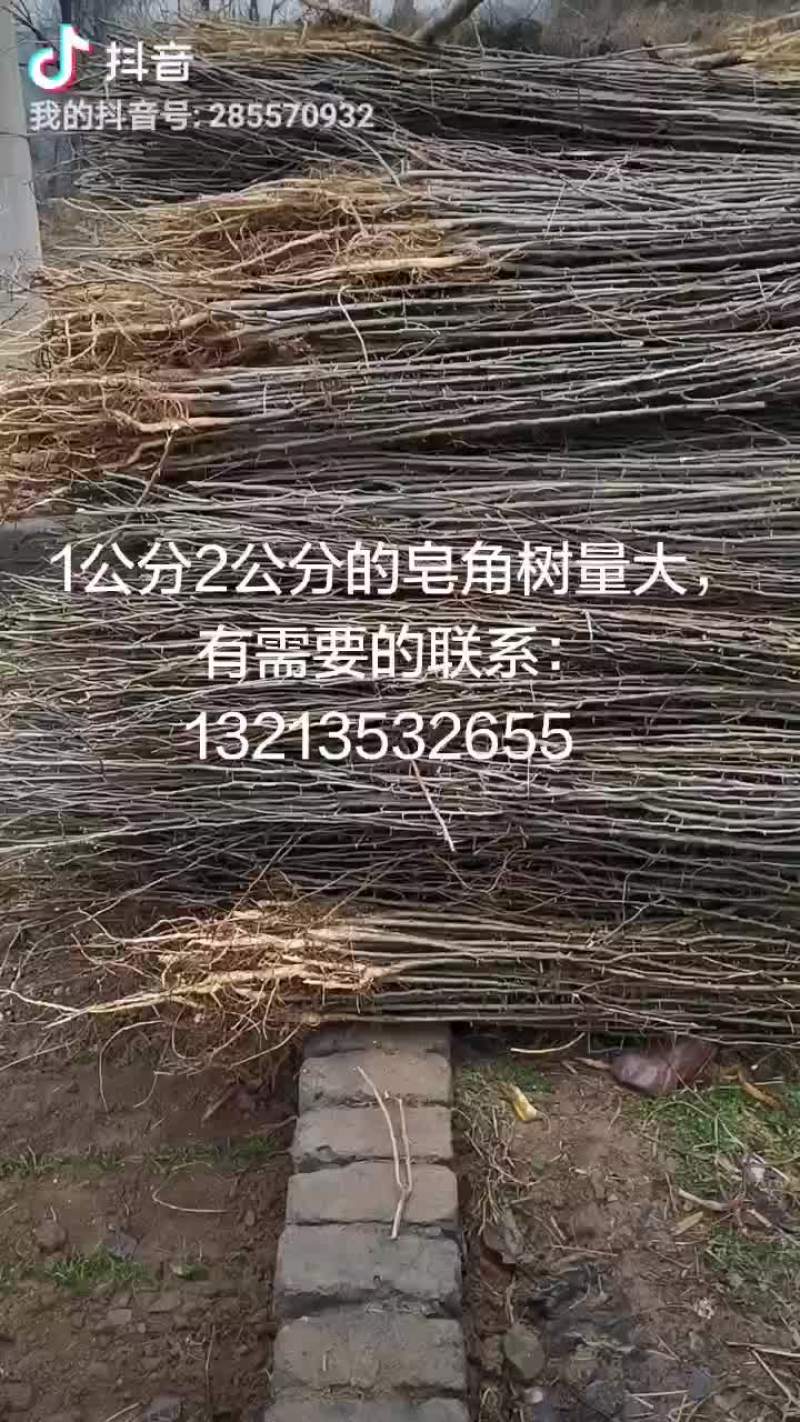 皂角刺