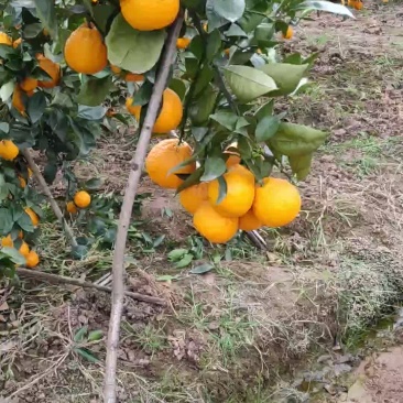 黄果柑