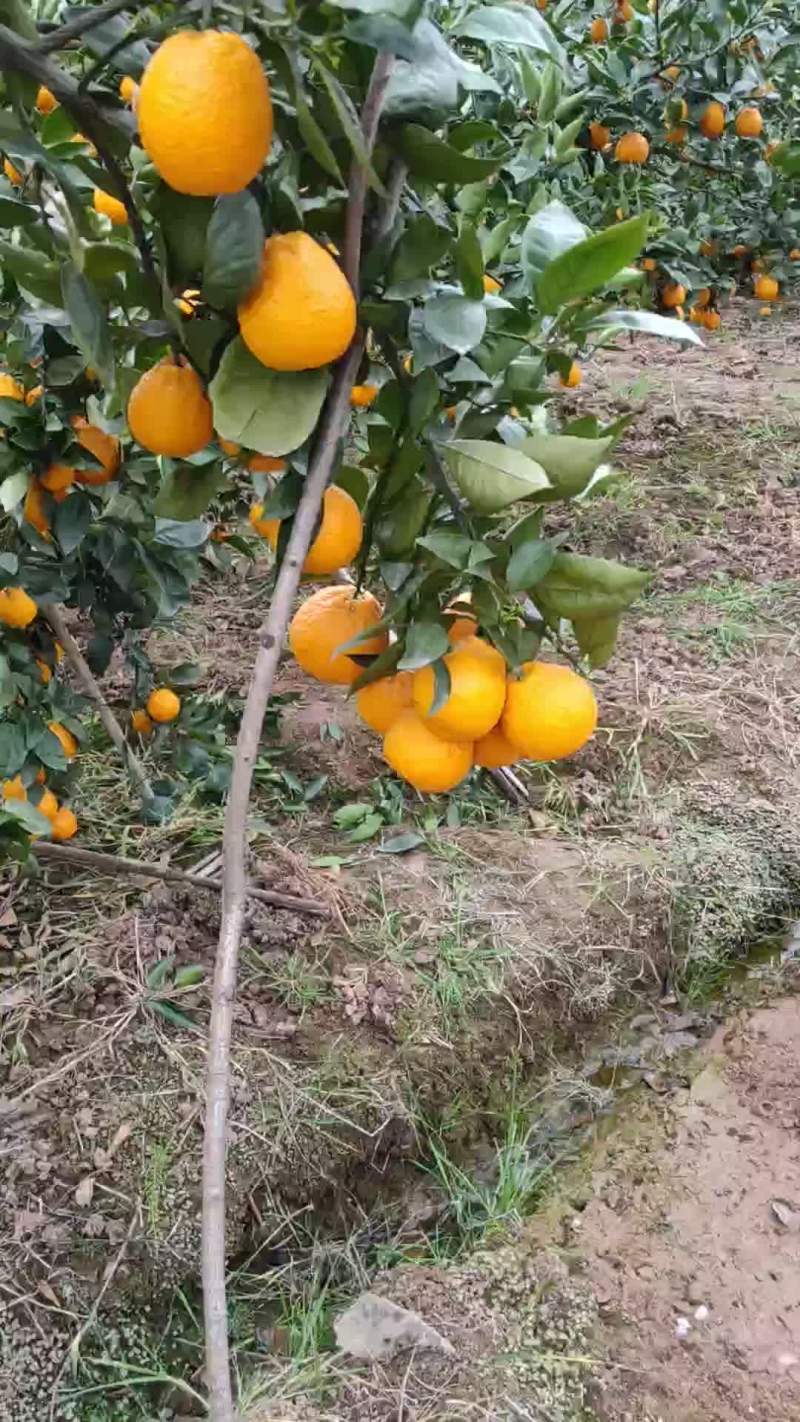 黄果柑