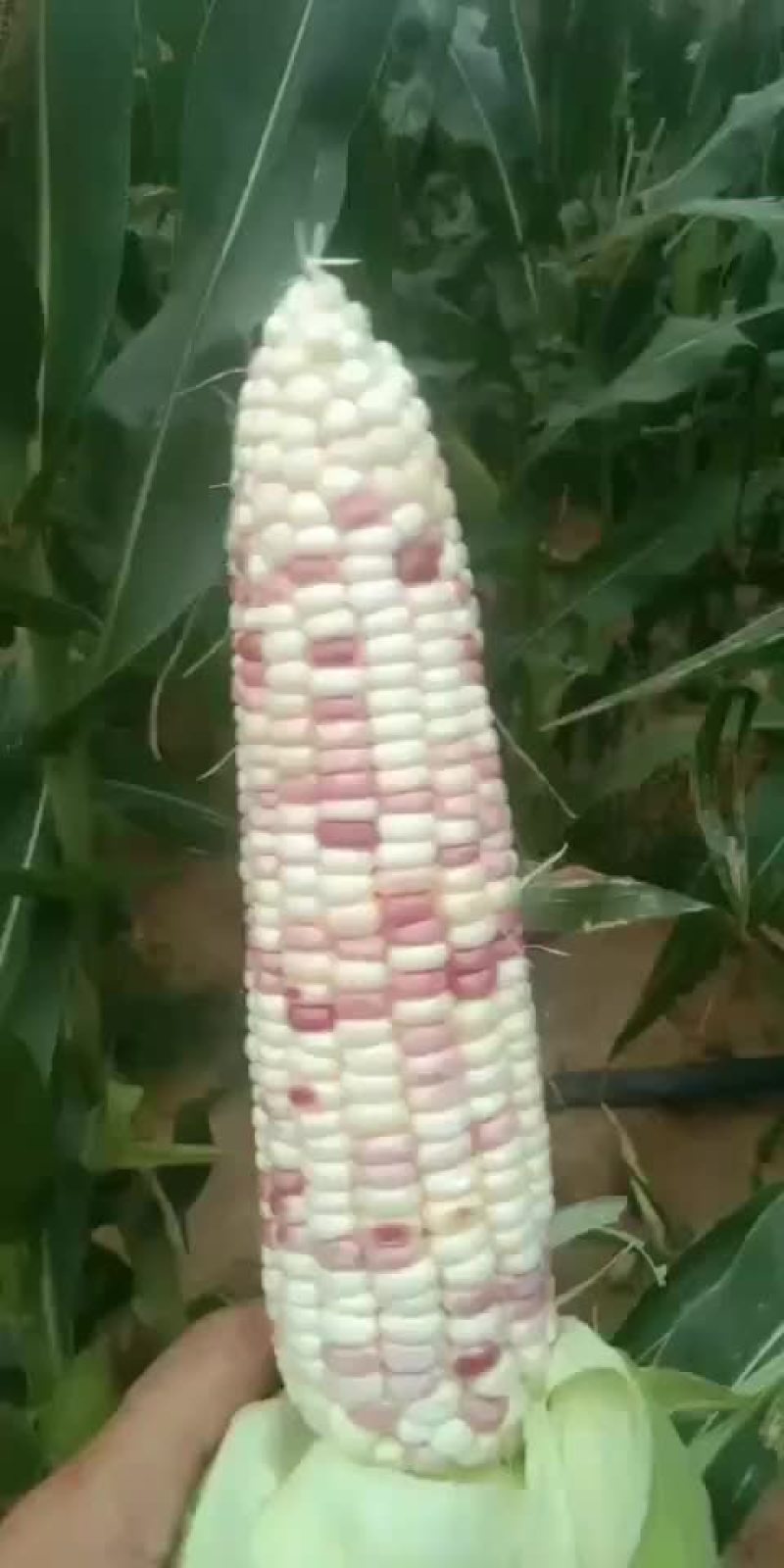 玉米