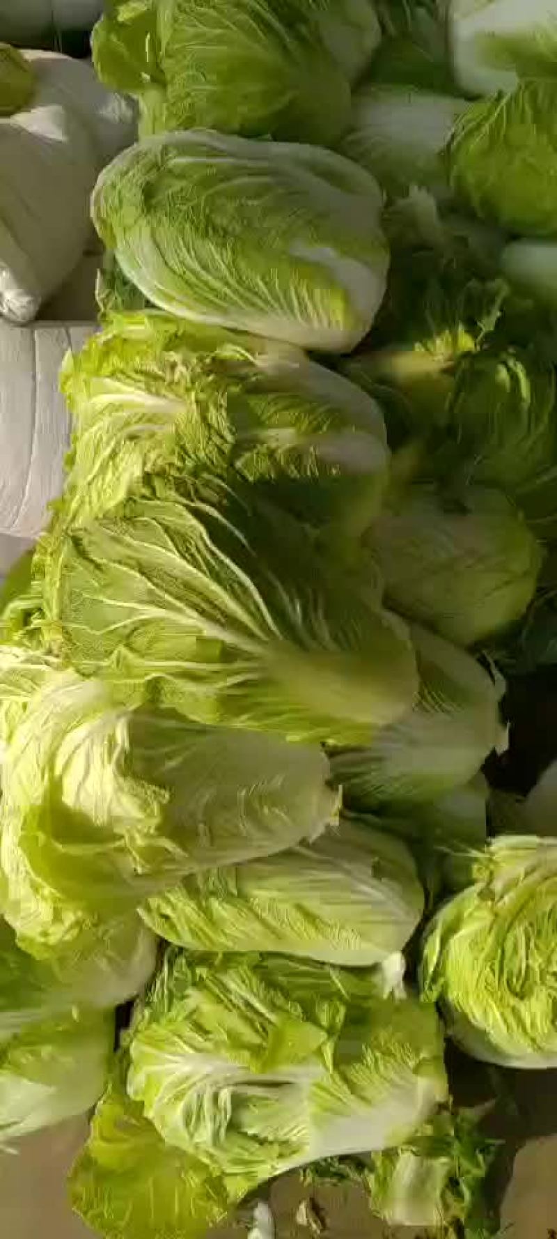 陕西三原冷库青杂大白菜，颜色绿，可发全国各地！！！