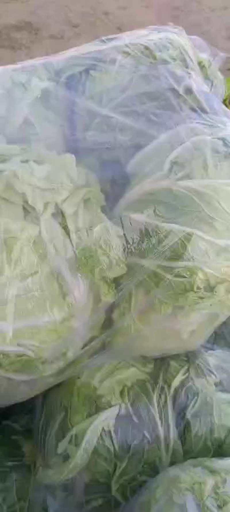 陕西三原冷库青杂大白菜，颜色绿，可发全国各地！！！