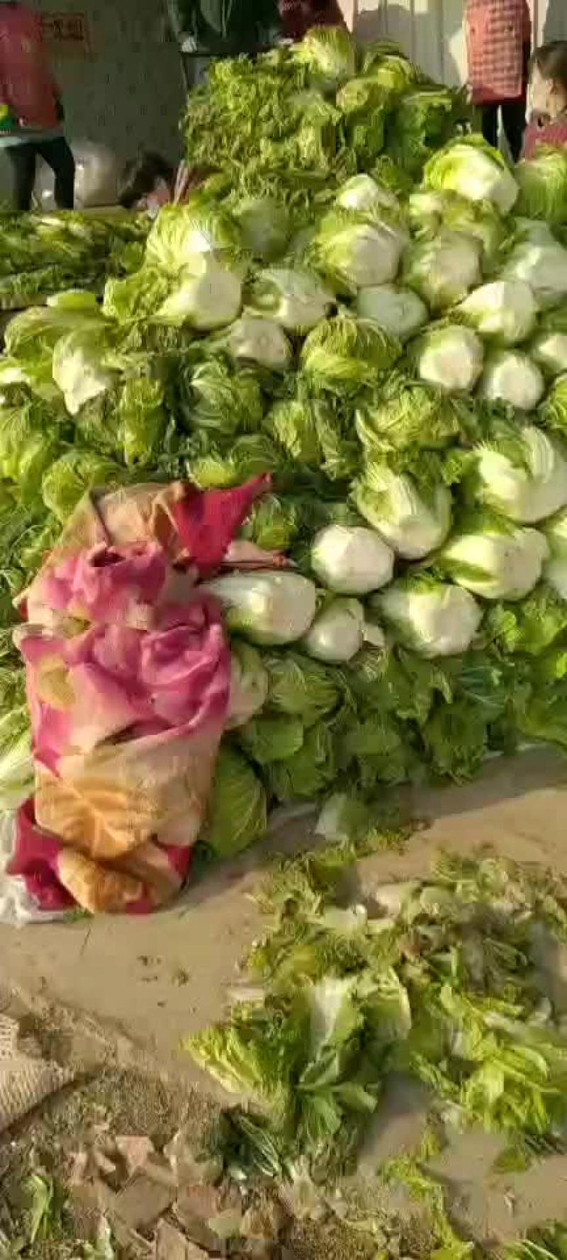 陕西三原冷库青杂大白菜，颜色绿，可发全国各地！！！