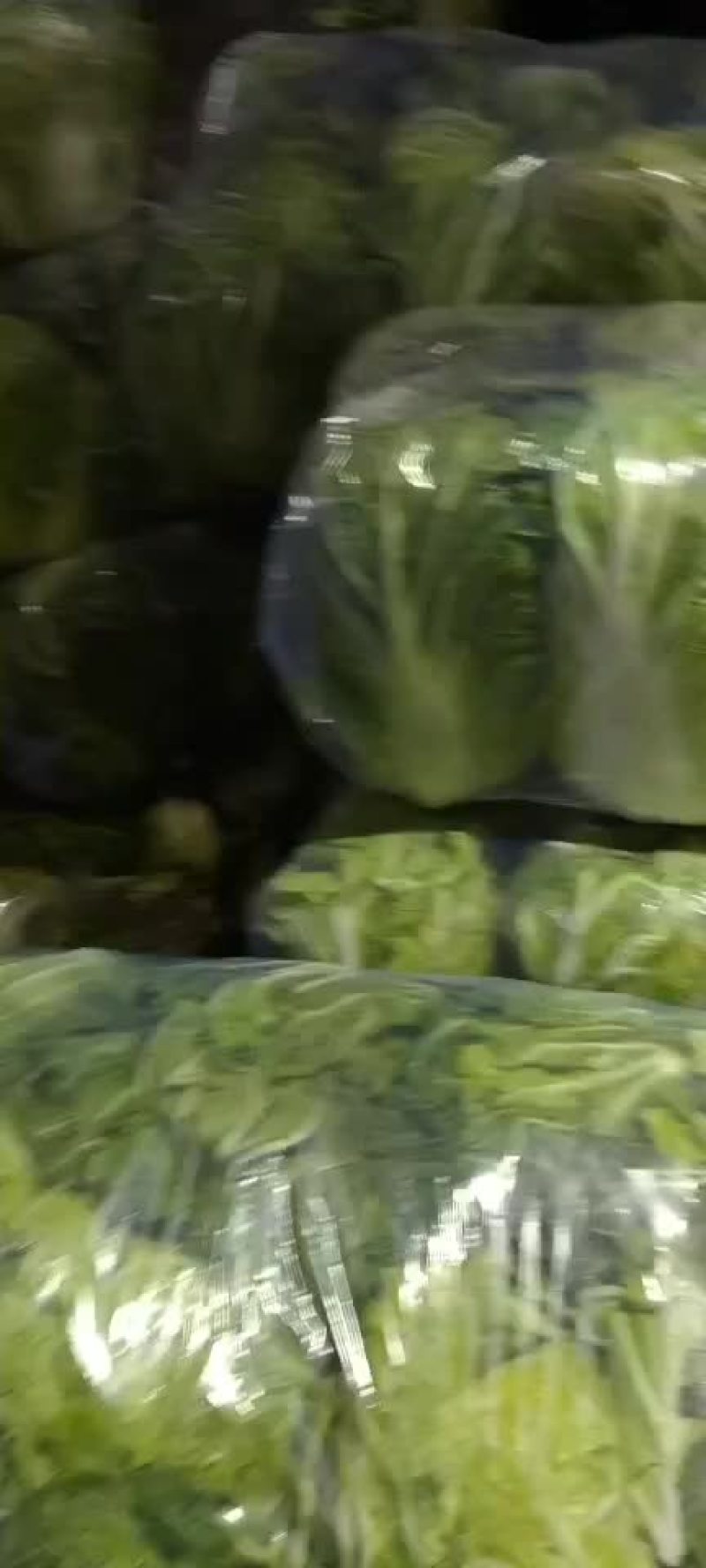 陕西三原冷库青杂大白菜，颜色绿，可发全国各地！！！