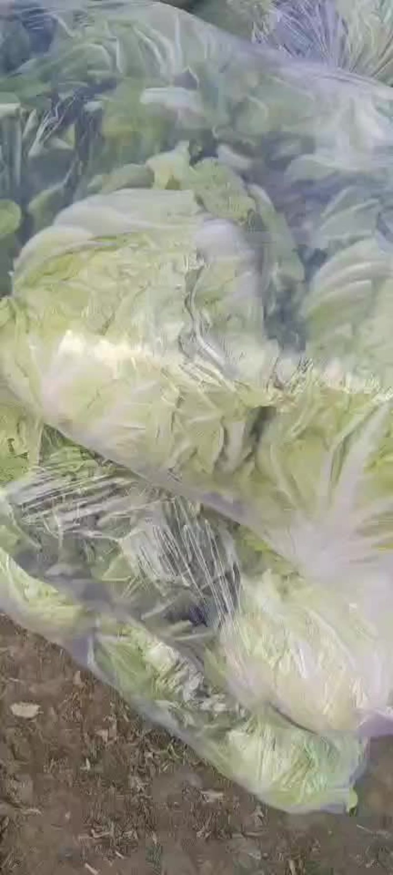 陕西三原冷库青杂大白菜，颜色绿，可发全国各地！！！