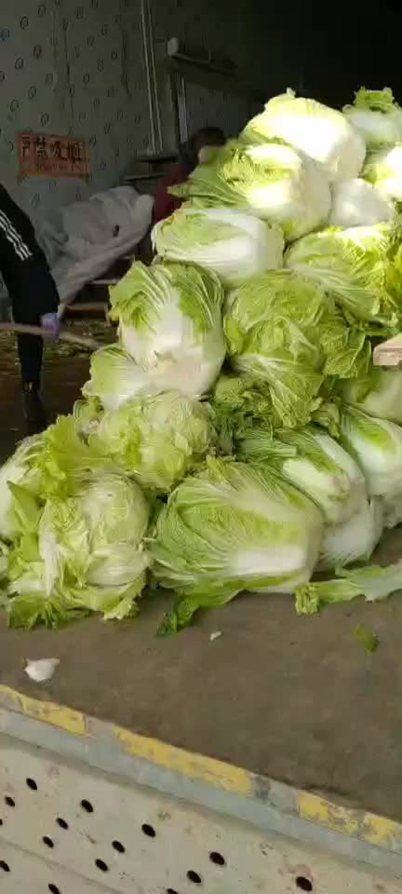 陕西三原冷库青杂大白菜，颜色绿，可发全国各地！！！
