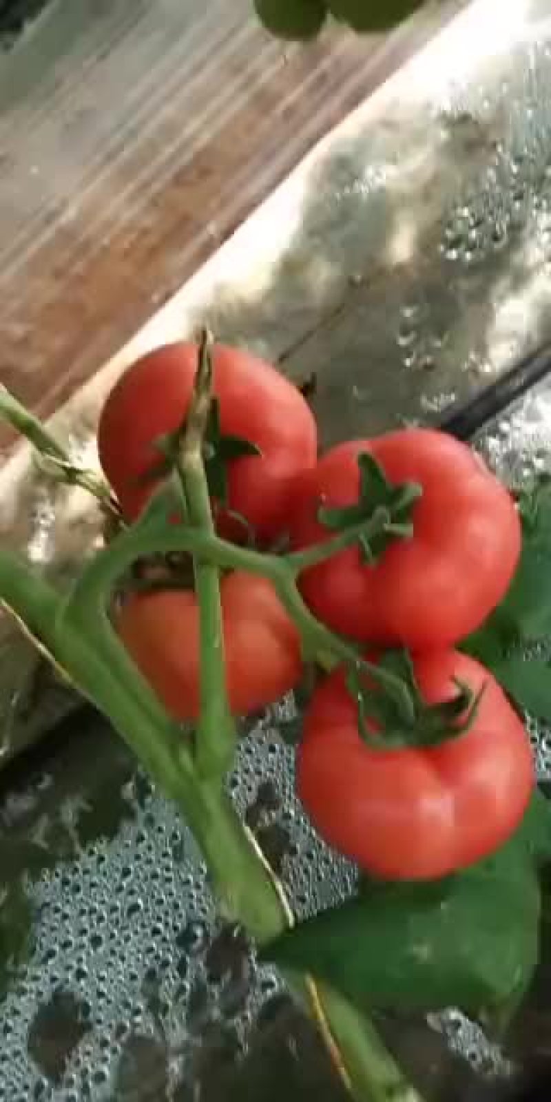 西红柿
