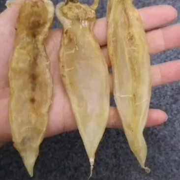 黄花胶