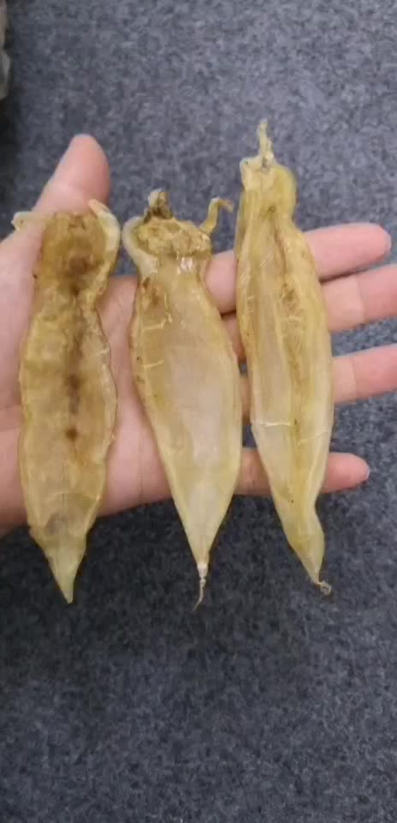 黄花胶
