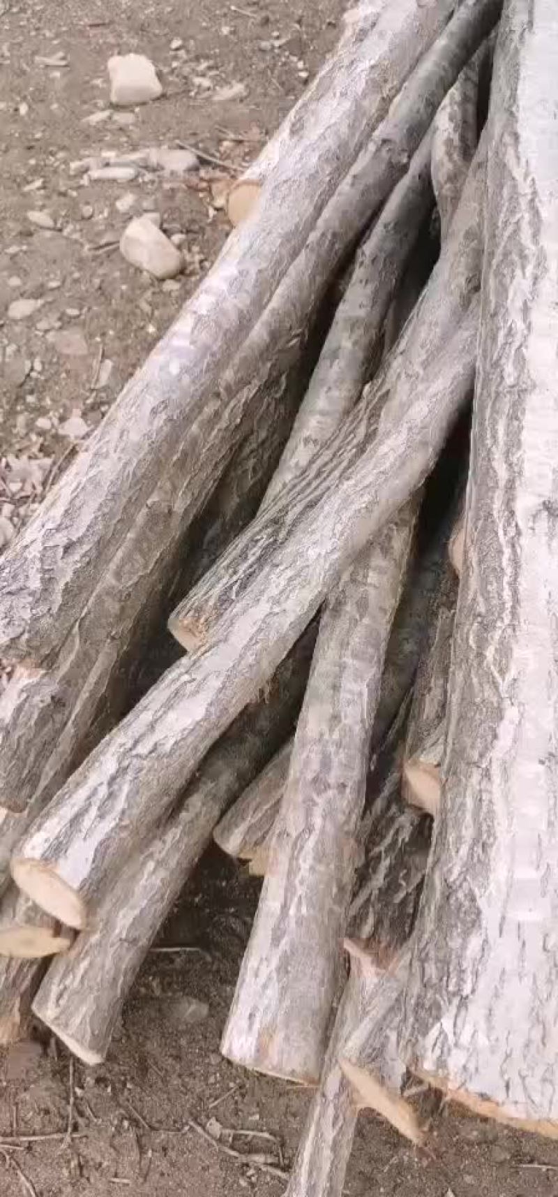 柞木削
