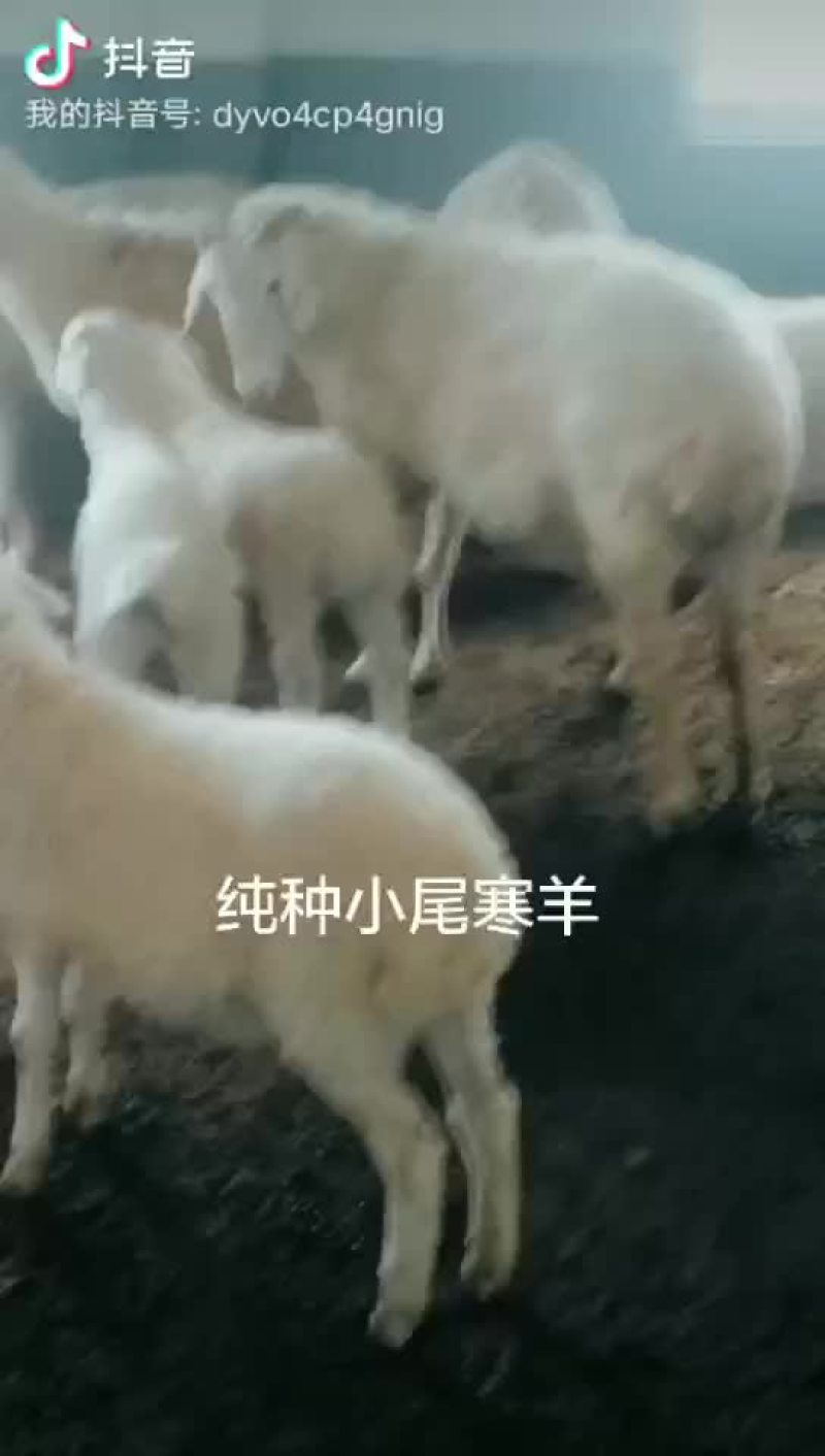 小尾寒羊