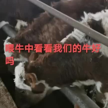 出售西门塔尔牛