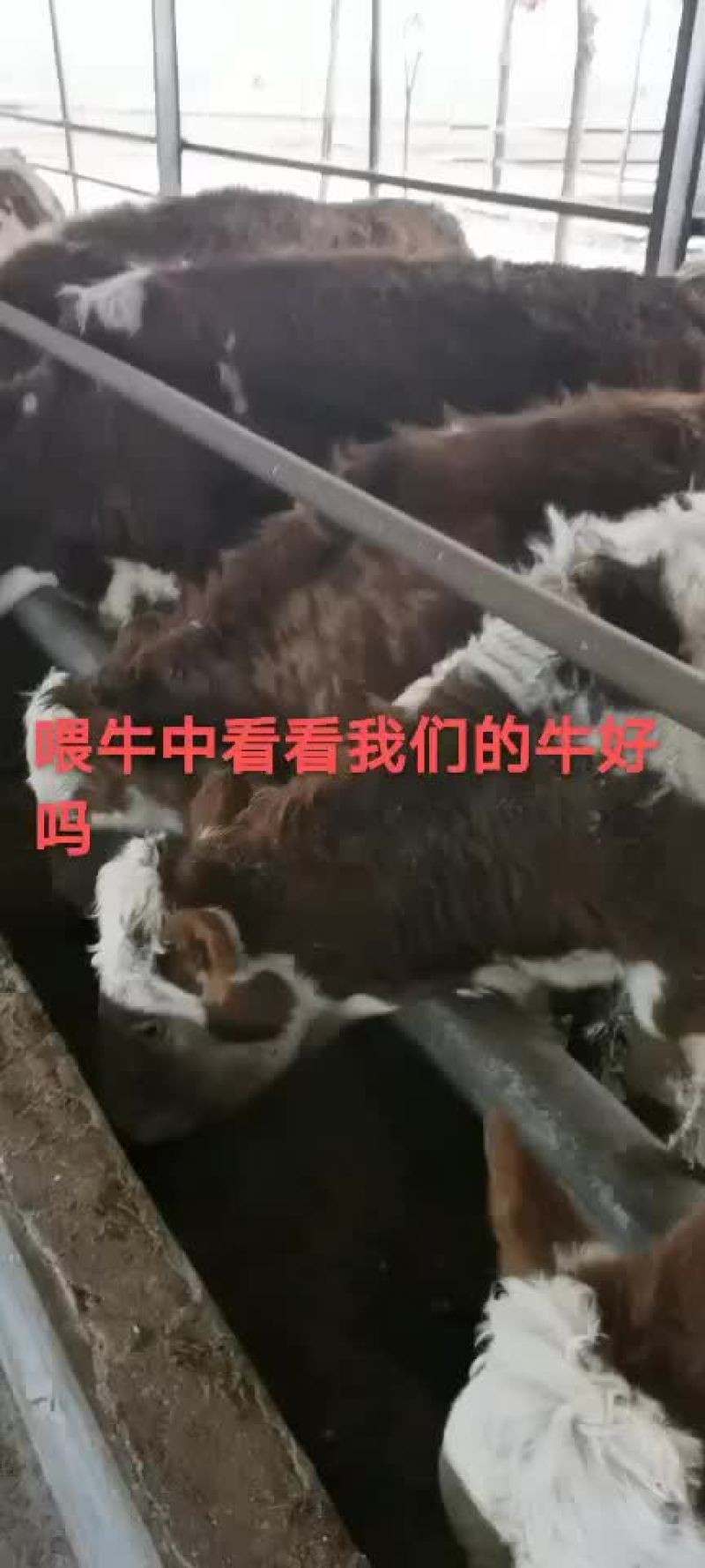 出售西门塔尔牛