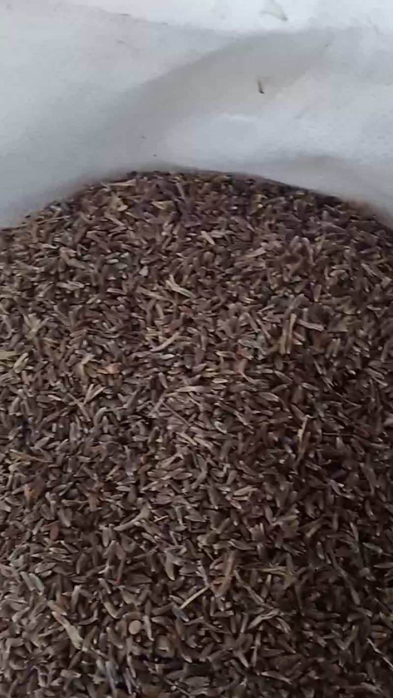 苍术种子