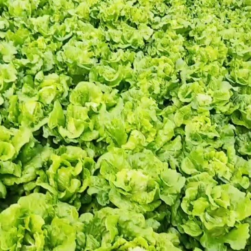 生菜